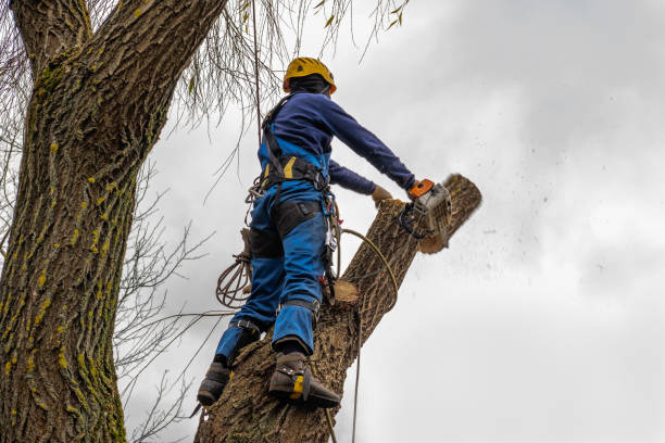 Best Tree Planting  in USA